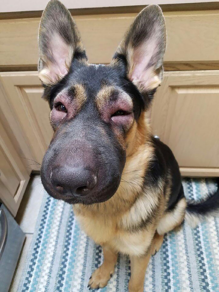 Animals Stung By Bees